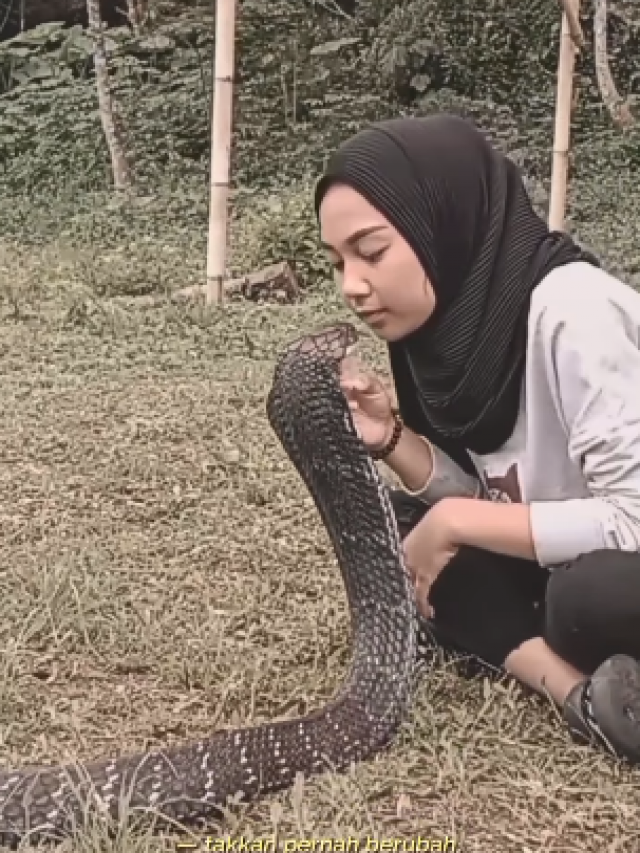 OMG, किंग कोबरा को बार-बार किस करती दिखी लड़की, वीडियो देख कांप जाएगी रूह