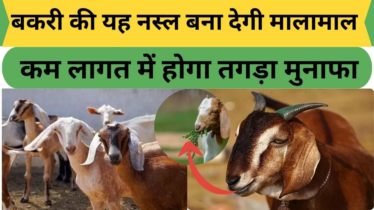 Business Ideas: इस कमाल की बकरी को लाए घर बना देगी आपको मालामाल