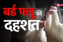Bird flu continues to wreak havoc in Maharashtra, panic created due to death of 6,831 chickens in Kherda village