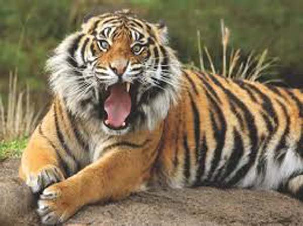 Tiger Reserves of Madhya Pradesh