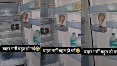 OH MY GOD! A snake troubled by the heat took shelter in the fridge, the family was shocked when they opened the door - watch the viral video