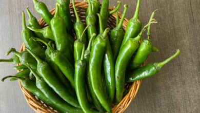 हरी मिर्च