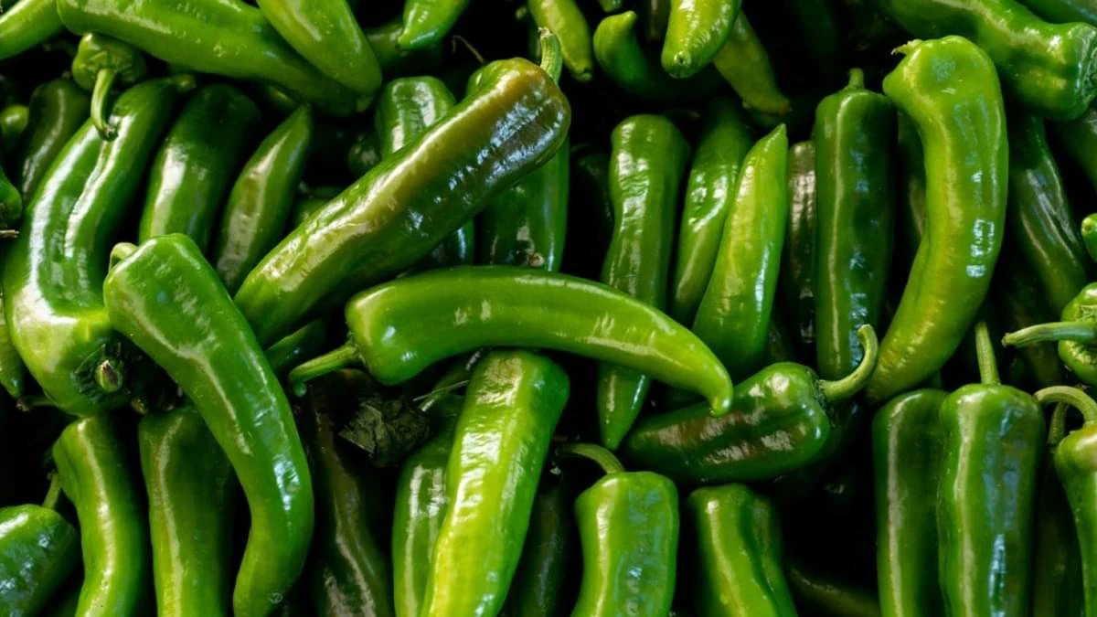#GreenChilliBenefits ,#DiabetesSuperfood ,#BPControlNaturally, #HealthySpice ,#AyurvedaSeHealth ,#MirchMeinSehat ,#HarDinHealthy ,#SugarKeLiyeBest, #NaturalInsulinBooster, #HeartHealthTips