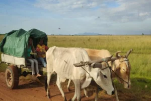 ना चावल की भीख, ना मसालों का सहारा! दुनिया को चौंकाने वाला ये देश खुद उगाता है सबकुछ, 186 देशों में बना अकेली मिसाल